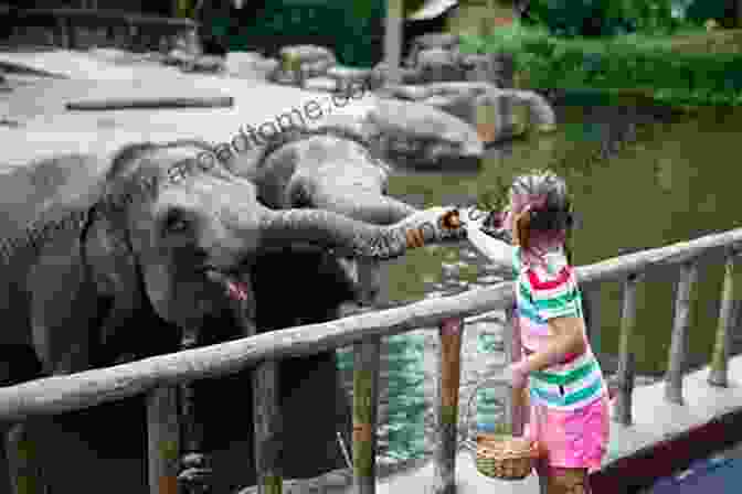 A Child Counting The Elephants At The Zoo 1 2 3 To The Zoo: A Counting