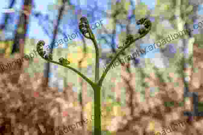 A Cluster Of Delicate Seed Ferns Unfurls Its Fronds In The Dim Light Of A Prehistoric Forest. Survivors: The Animals And Plants That Time Has Left Behind (Text Only)