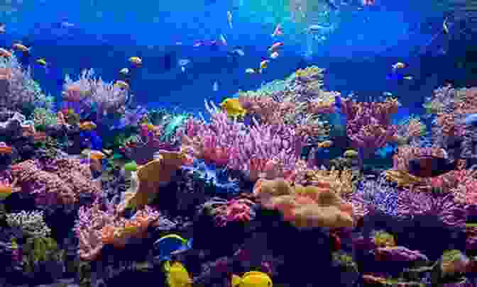 A Diver Admiring The Vibrant Colors And Diverse Marine Life Of A Pristine Coral Reef, Emphasizing The Importance Of Ocean Conservation. Bottoms Up : Memoirs: Forty Two Years As A Sport And Commercial Diver