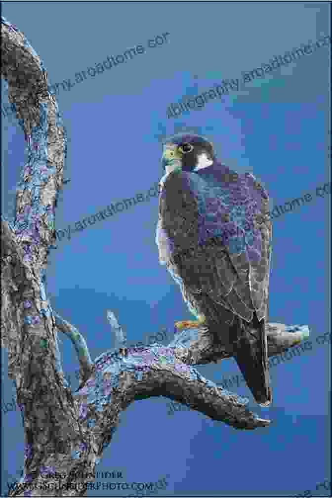 A Falcon Perched On A Branch In A Dense Forest, Its Keen Eyes Scanning The Surroundings. Behavioural Ecology Of Western Palearctic Falcons