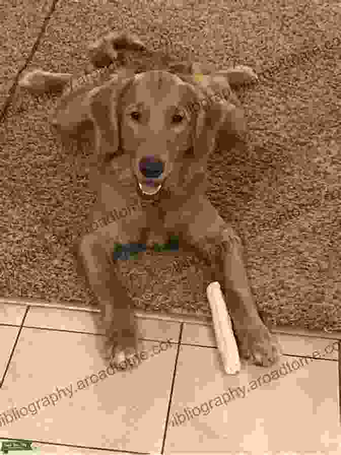 A Loving Golden Retriever Looking Up With A Peaceful Expression, Symbolizing The Transition Of Pets Into The Afterlife. Animals In Spirit: Our Faithful Companions Transition To The Afterlife