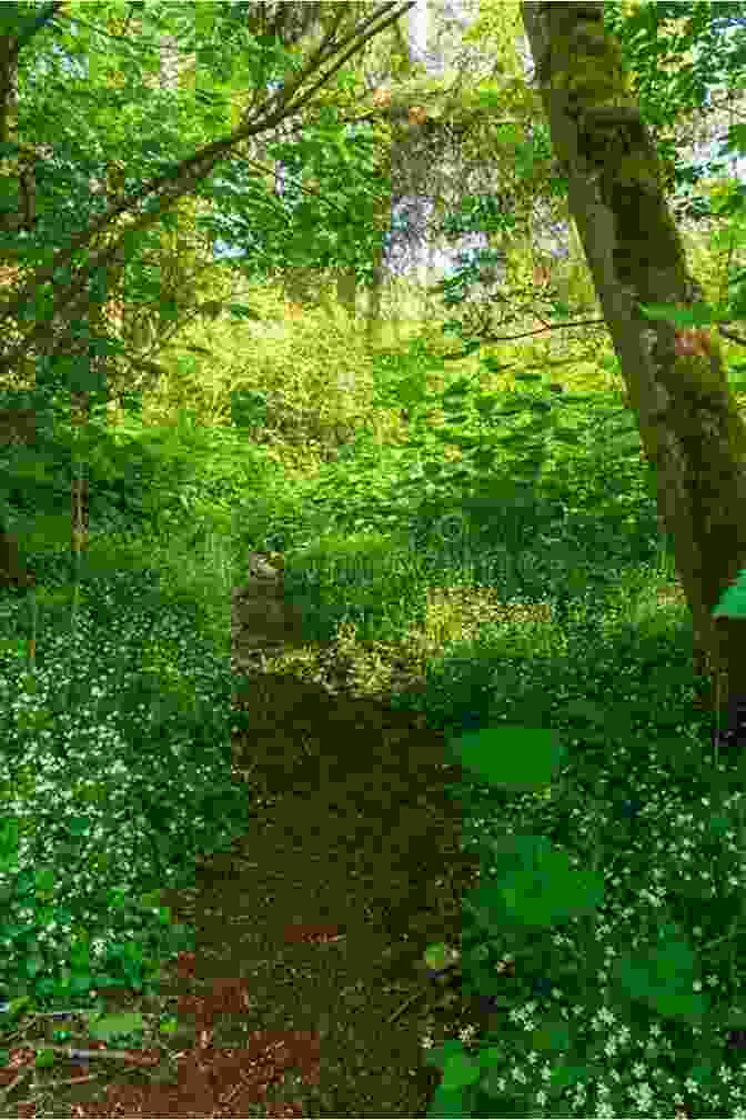 A Path Meandering Through A Lush Green Forest, Inviting Exploration And Self Discovery The Wisdom Of Wildness: Healing The Trauma Of Domestication