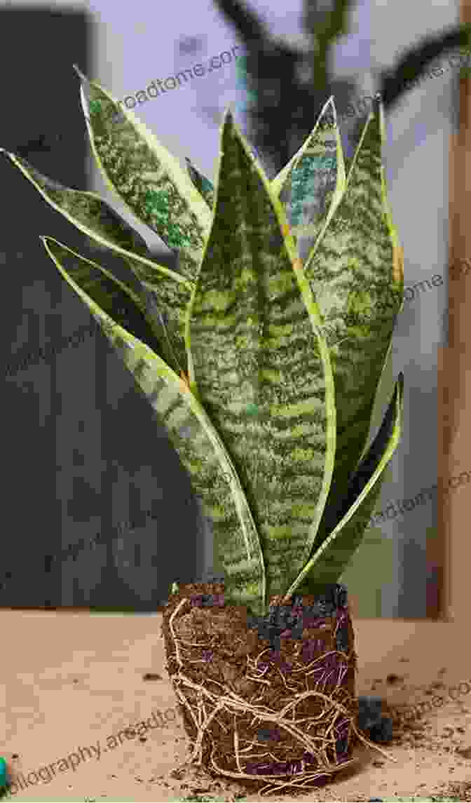 A Tall, Variegated Snake Plant With Upright, Sword Like Leaves The Little Of House Plants And Other Greenery