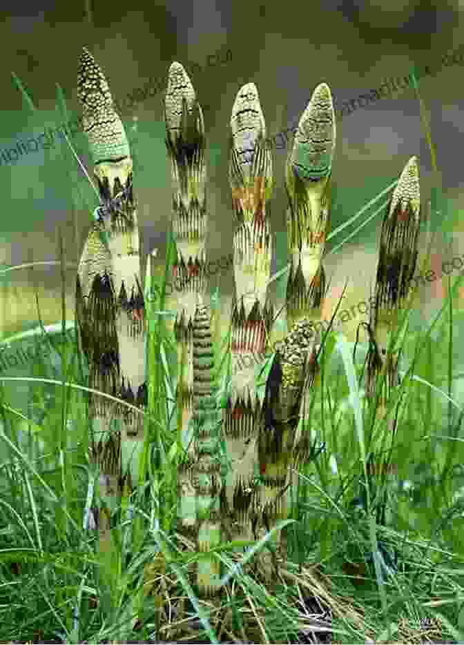 A Towering Giant Horsetail Rises From The Ground, Its Jointed Stem Reaching Up Towards The Sky. Survivors: The Animals And Plants That Time Has Left Behind (Text Only)