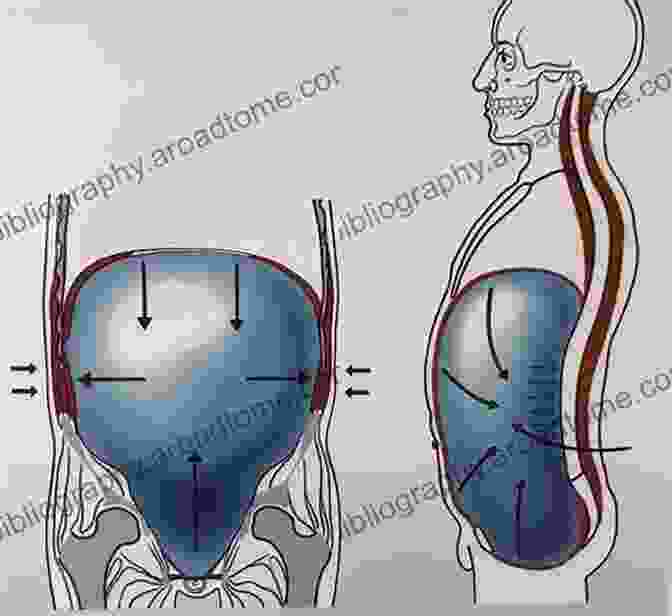 Abdominal And Pelvic Positioning Bontrager S Handbook Of Radiographic Positioning And Techniques E