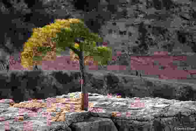 Adaptable Tree Growing From A Rock Nature As Teacher New Principles In The Working Of Nature: Volume 2 Of Renowned Environmentalist Viktor Schauberger S Eco Technology (Ecotechnology)