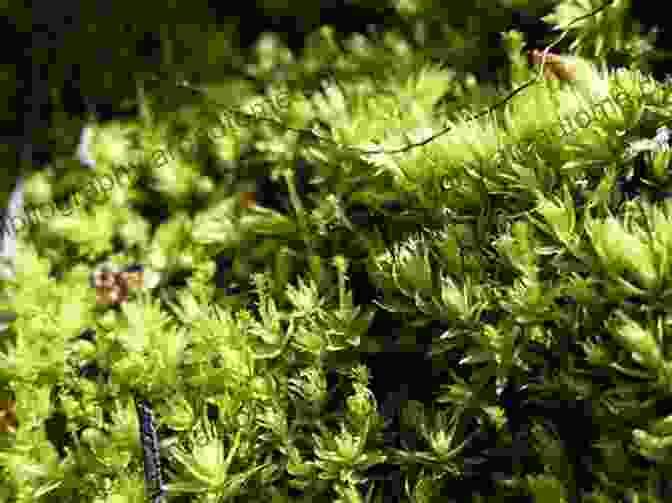 Assortment Of Moss Species, Demonstrating Diversity In Size, Shape, And Color Moss: From Forest To Garden: A Guide To The Hidden World Of Moss