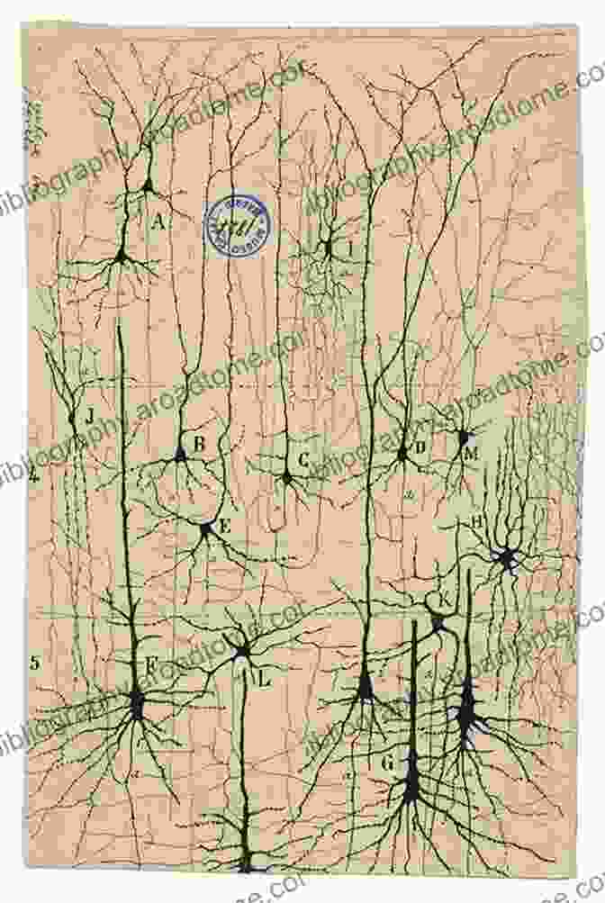 Cajal's Illustration Of Neural Connections In The Brain Cajal S Neuronal Forest: Science And Art