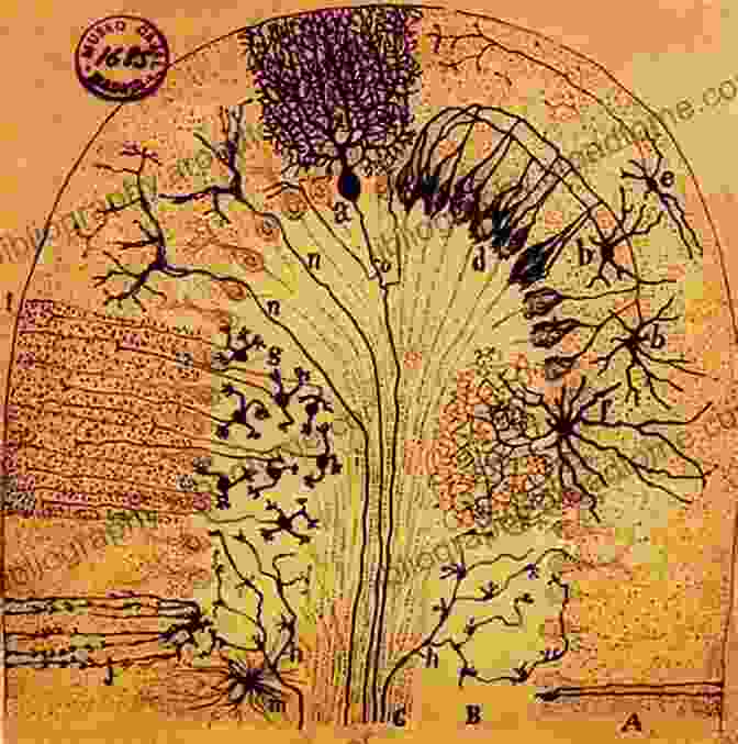 Cajal's Illustration Of Neurons In The Cerebellum Cajal S Neuronal Forest: Science And Art