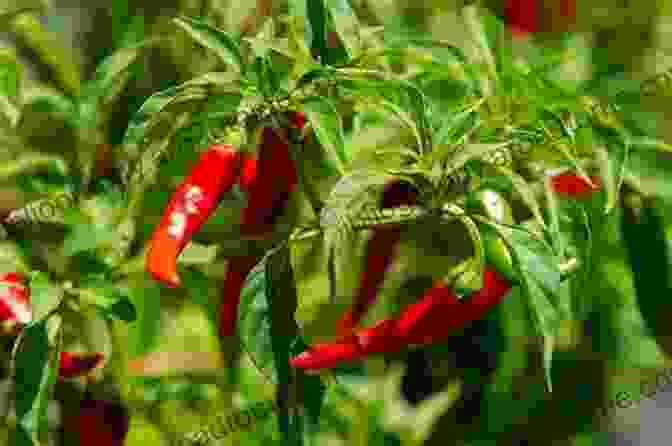 Cayenne Pepper Herbs And Superfoods: For Weight Loss And Detox