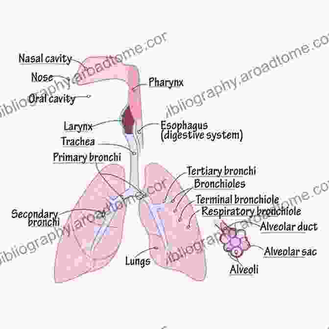 Diagram Of Airway Anatomy And Ventilation Techniques Nurse Anesthesia E John J Nagelhout