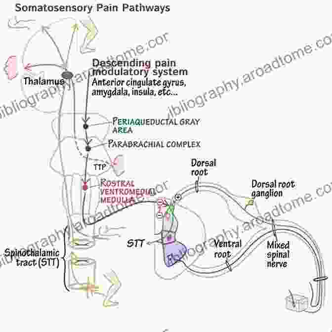 Diagram Of Pain Pathways And Pain Management Methods Nurse Anesthesia E John J Nagelhout