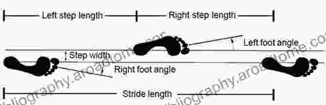 Different Gait Parameters Forensic Gait Analysis: Principles And Practice