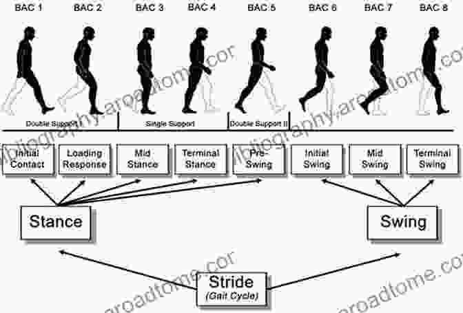 Gait Cycle Diagram Forensic Gait Analysis: Principles And Practice