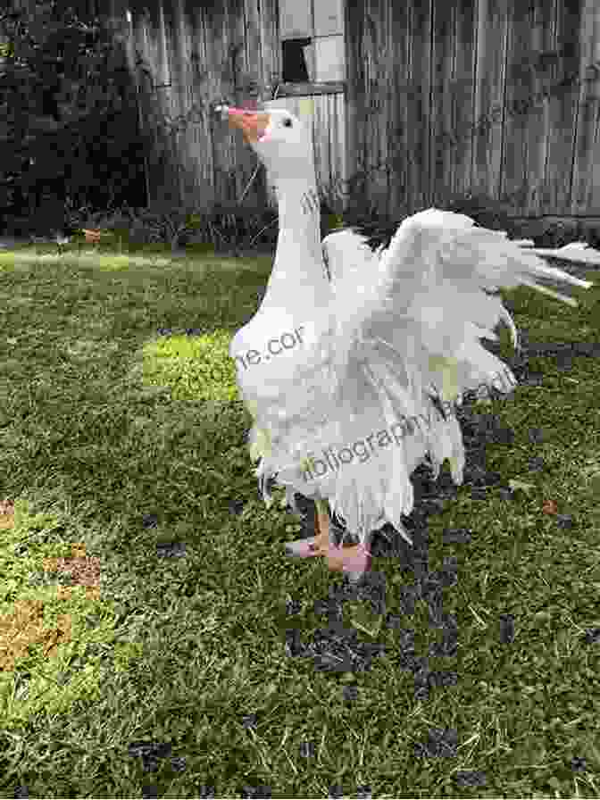 Little Goose, A Curious And Adventurous Goose With Fluffy Feathers And Bright Eyes Little Goose S Autumn Elli Woollard