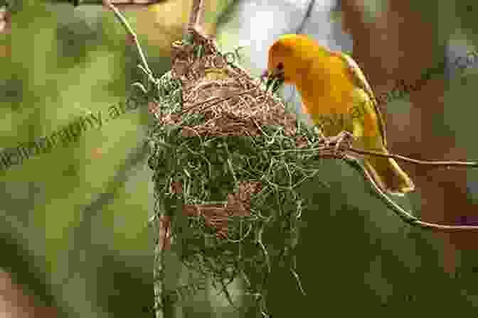 Little Goose And Her Friends Working Together To Build A Cozy Nest Out Of Leaves And Other Natural Materials Little Goose S Autumn Elli Woollard