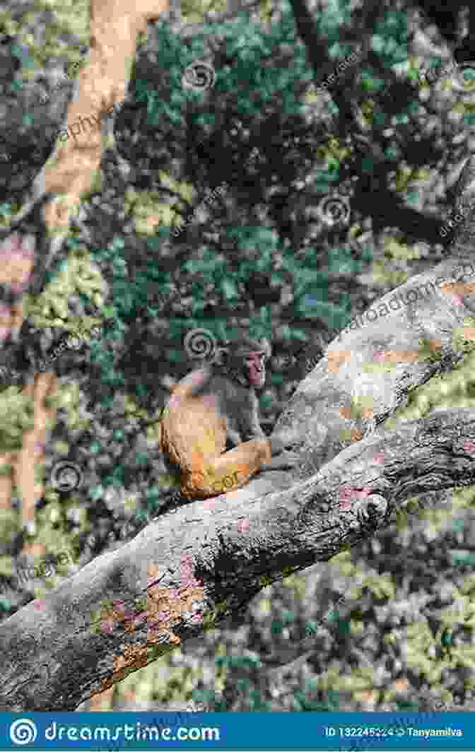 Monkey, A Young Woman With Dark Hair And Eyes, Sits On A Tree Branch In The Jungle, Her Gaze Focused On Something In The Distance. Monkey Senses (Ash Monkey) Eve Heidi Bine Stock