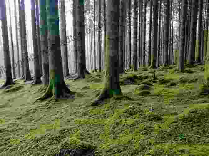 Moss Covered Forest Floor, Illustrating The Role Of Mosses In Nutrient Cycling And Habitat Provision Moss: From Forest To Garden: A Guide To The Hidden World Of Moss