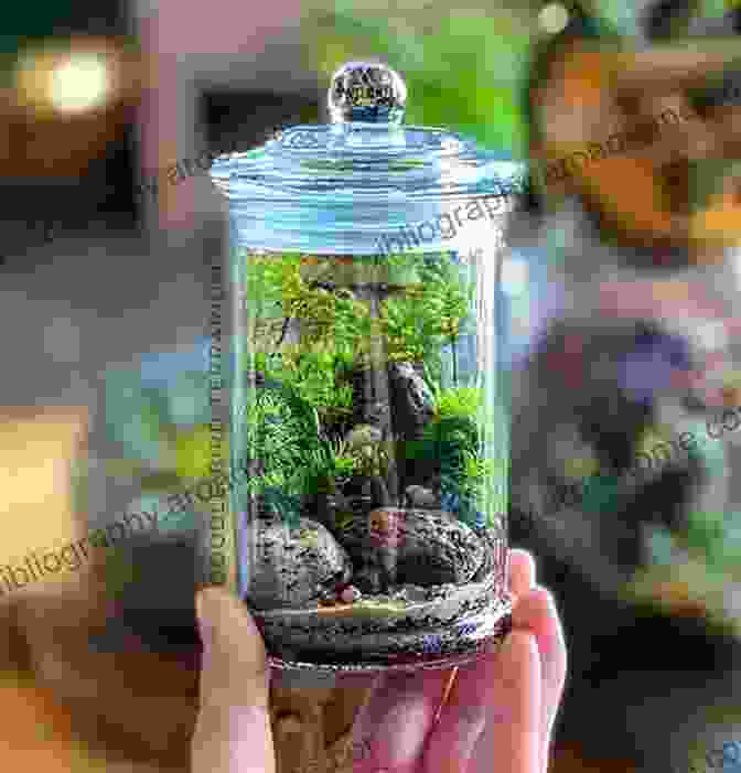 Moss Terrarium Showcasing Various Species And Techniques For Moss Cultivation Moss: From Forest To Garden: A Guide To The Hidden World Of Moss