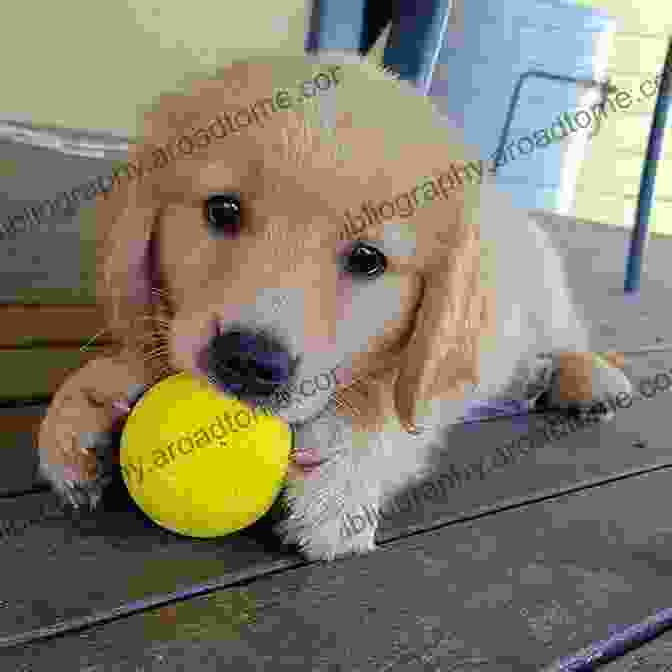 Puppy Rayn, A Cute Golden Retriever, Is Playing With A Ball In The Park. Puppy Rayn S First 30 Days Fundraiser Edition