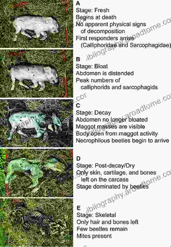 Several Bodies Lying In Various Stages Of Decomposition The Anatomy Of Death (Dr Dody McCleland Mysteries 1)